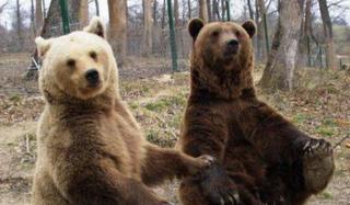 Die Rumänen sollen Braunbären lieben, aber nicht besitzen