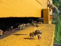 Bienensterben in den USA