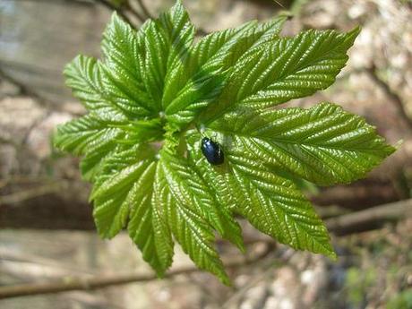 Käfer auf Laub Pflanze und Tier