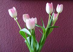 blume Rosa Tulpen vor lila Wand
