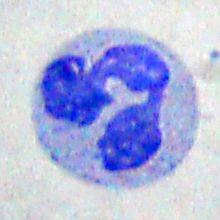 Neutrophil Granulocyte
