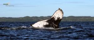 Wale Madagaskar Buckelwal Sainte Marie PRIORI Reisen