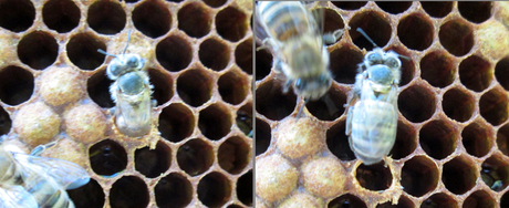 4 Biene schlüpft