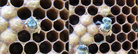 3 Biene schlüpft