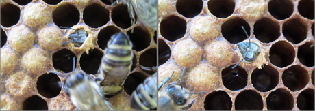 1 Biene schlüpft