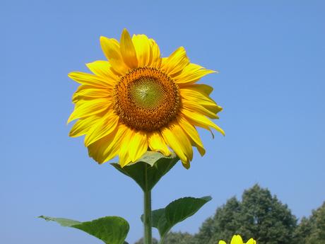 Foto: Eine Sonnenblume zum Sommeranfang 2015
