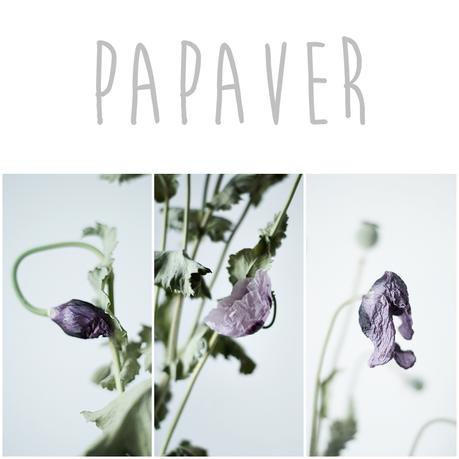 Collage Papaver { by it's me! }