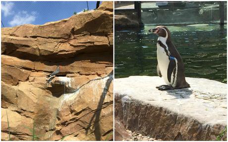 Zoo Krefeld - Pinguin