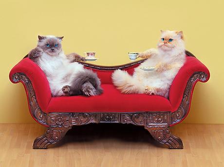 Titel: “Two Cats, Two Cups” Künstler/Quelle: http://www.copycatfilms.com/