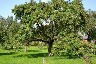 Birnbaum oder Apfelbaum - das ist hier die Frage!