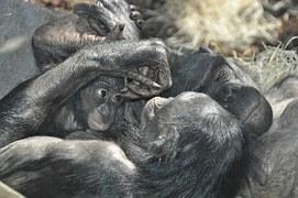 Bonobos. Enthaltsam. Ausnahmsweise.