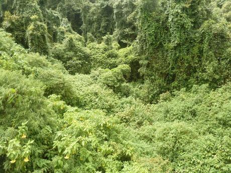 und in das satte grün des Dschungels. 