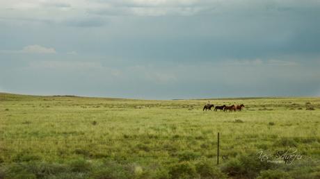 wide open spaces with real cowboys and horses