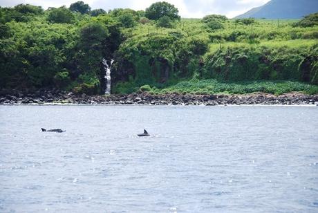 11_Delfine-Delfin-Tour-Mauritius-Ufer
