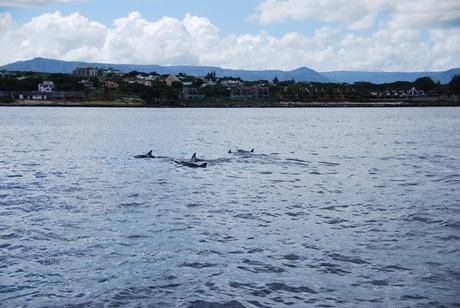05_Delfinschule-Delfin-Tour-Mauritius