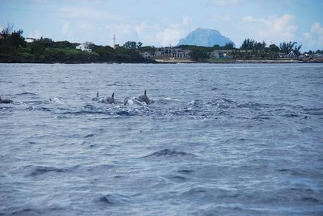 09_Delfine-Delfin-Tour-Mauritius-Ufer