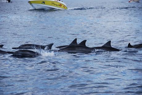 08_Delfin-Tour-Mauritius