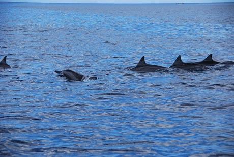 07_Delfine-Delfin-Tour-Mauritius