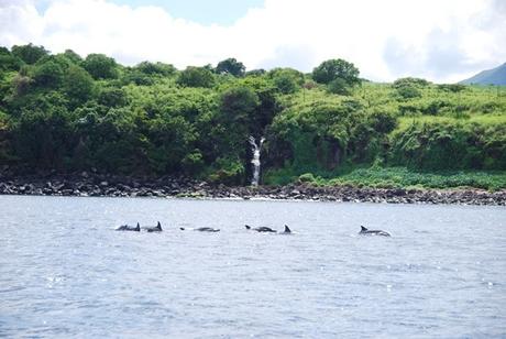 15_Delfine-Delfin-Tour-Mauritius