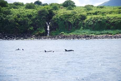 12_Delfine-Delfin-Tour-Mauritius-Ufer