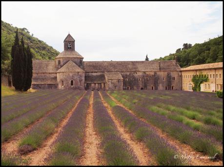 Abbaye de Senanque mit Lavendel