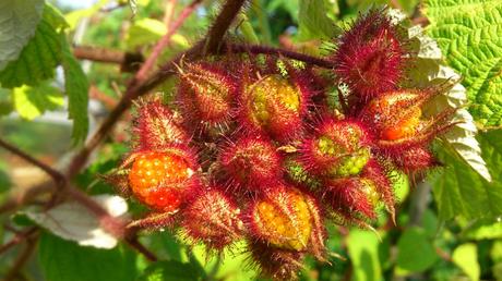1,5 Kilo Japanische Weinbeere (Rubus phoenicolasius) sind verarbeitet und vernascht