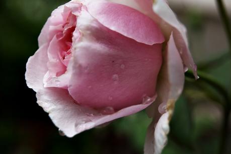 Blog & Fotografie by it's me! - Makroaufnahmen - Makro einer rosafarbenen Rose mit Regentropfen [5]