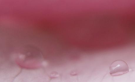 Blog & Fotografie by it's me! - Makroaufnahmen - Regentropfen mit Spiegelung auf einer rosafarbenen