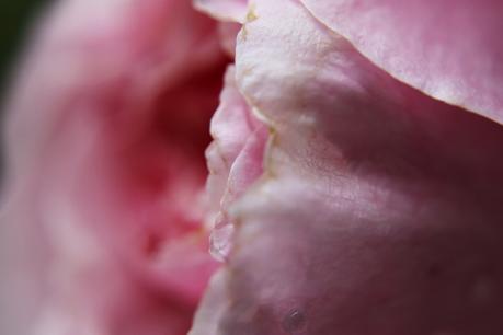 Blog & Fotografie by it's me! - Makroaufnahmen - Makro eines rosafarbenen Rosenblatts