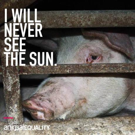 überbackene, gefüllte Kartoffeln 11329816_10152948801054077_7124957805818243237_n