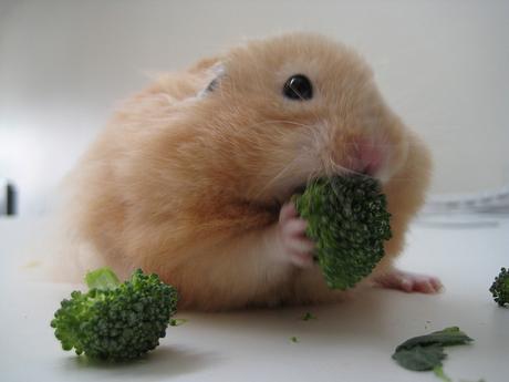 broccoli hamster