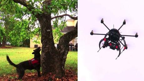 Drohnen Avocado-Bäume retten
