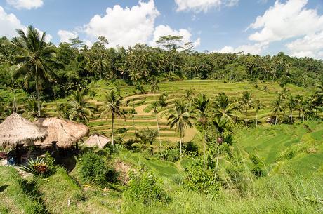 Reisfelder Tagalalang auf Bali. 