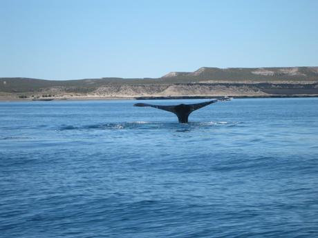 Wale Peninsula Valdez Argentinien