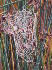 Spinnenkunst-Spinnennetz