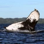Wale Madagaskar Buckelwal Sainte Marie PRIORI Reisen