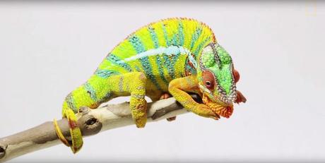 Awesome Chameleons are awesome!