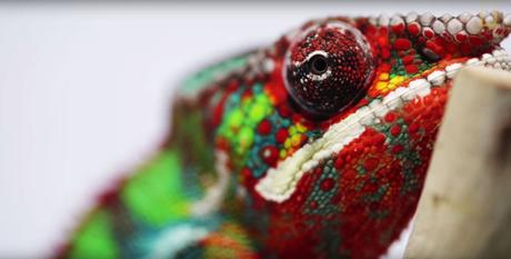 Awesome Chameleons are awesome!