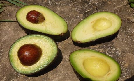 Kein Rezept – jedoch ein wunderbarer Artikel über Avocados