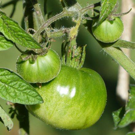 die Tomaten werden Ende Oktober nicht mehr reif