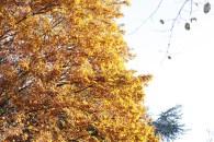 Den goldenen Herbst genießen!  #WIB