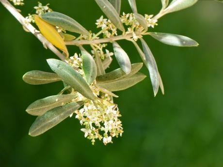 Olivenblüte Olivenbaum Ägypten Oliven