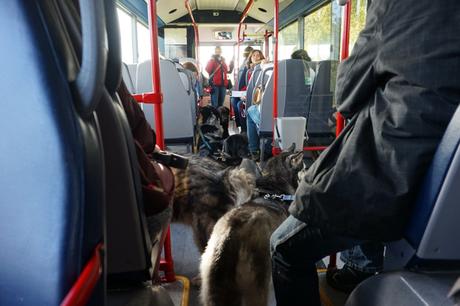 Texel Hunde im Bus 1