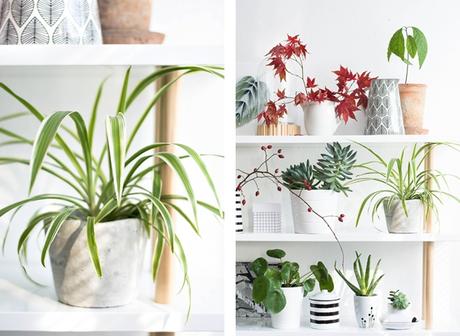 [Urban Jungle Bloggers] #plantshelfie