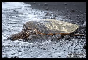 EISWUERFELIMSCHUH - Hawaii Big Island Black Beach Coconuts Turtle (97)