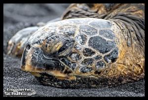 EISWUERFELIMSCHUH - Hawaii Big Island Black Beach Coconuts Turtle (87)