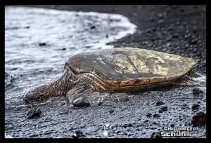 EISWUERFELIMSCHUH - Hawaii Big Island Black Beach Coconuts Turtle (93)