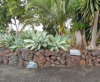 Aloe Vera Parque - Teneriffa
