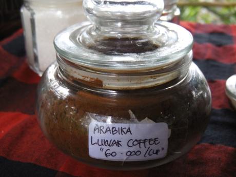 Bali und der teuerste Kaffee der Welt-Der Besuch einer Kaffeeplantage