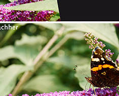 wallpaper-1689754